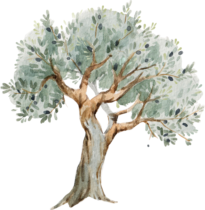 Olive Tree. Watercolor illustration