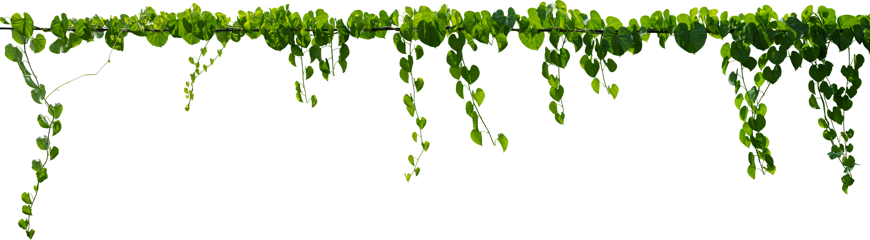 Vine plant, Branch creeper leaf green, Liana tropical nature.