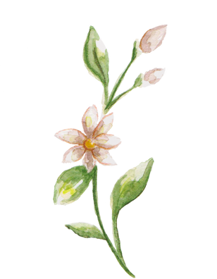 Hand-Painted Watercolor Sampaguita Filipino Flower Illustration