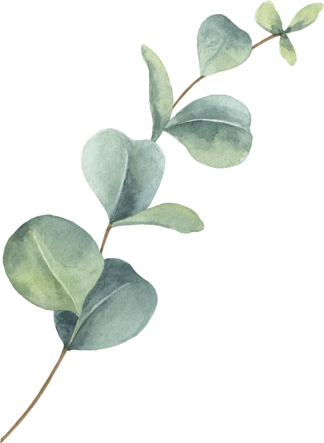 Eucalyptus branch watercolor