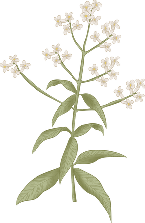 Colored Detailed Vintage Lemon Verbena Plant